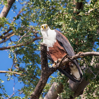 Lower Zambezi - African fish eagle